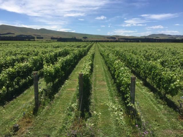 Romantic Vineyard Getaway Waipara Buitenkant foto